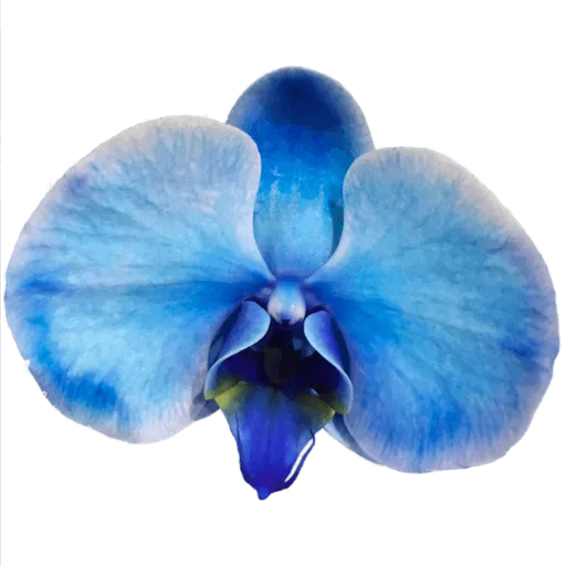 Blue orchid sticker
