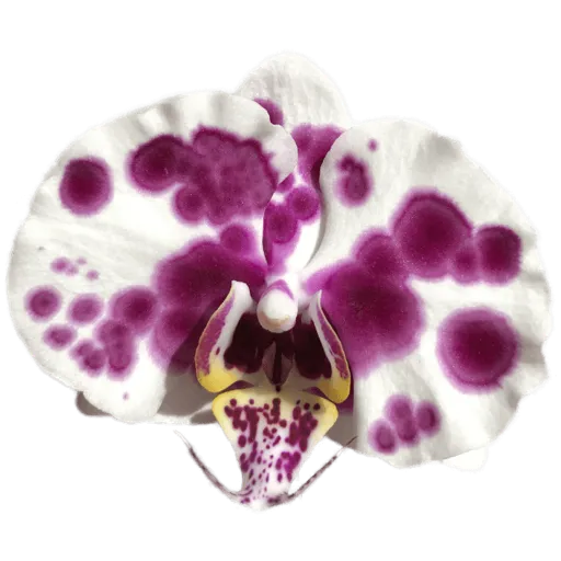 Purple orchid sticker