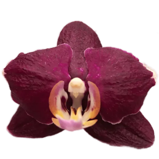 Purple orchid 5