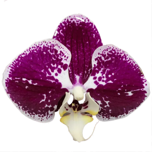 Orchid sticker