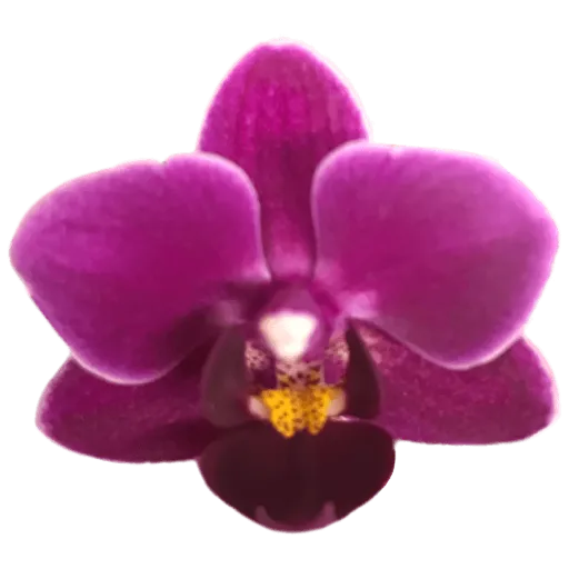 Purple orchid 8