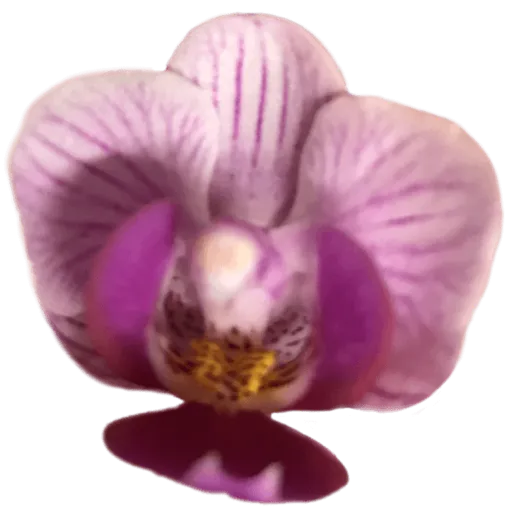 Purple orchid 9