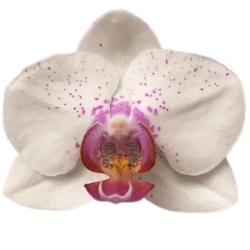 White orchid sticker