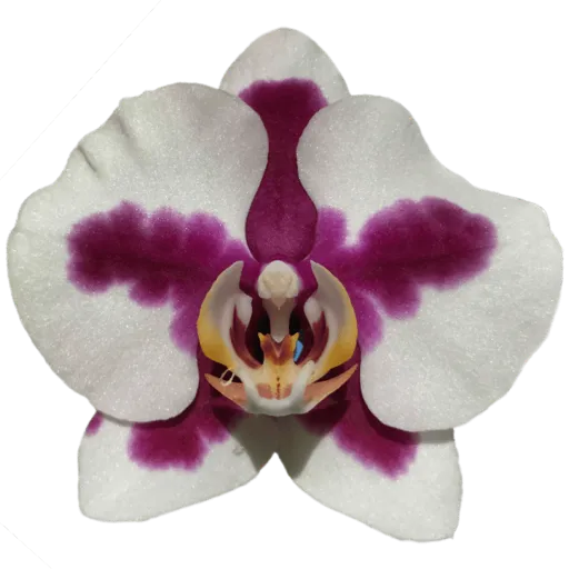 White orchid 2