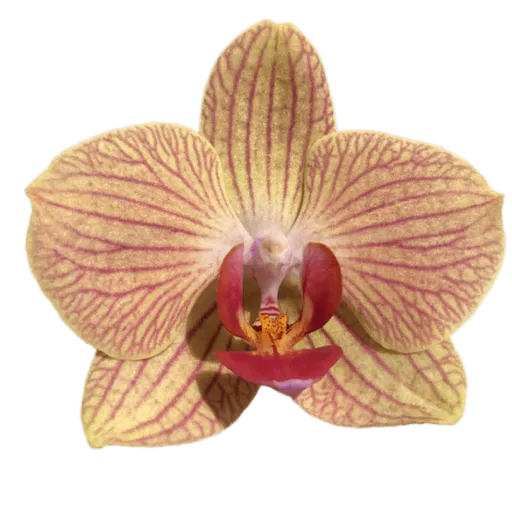 Yellow orchid sticker