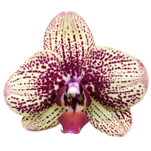 Yellow orchid 2