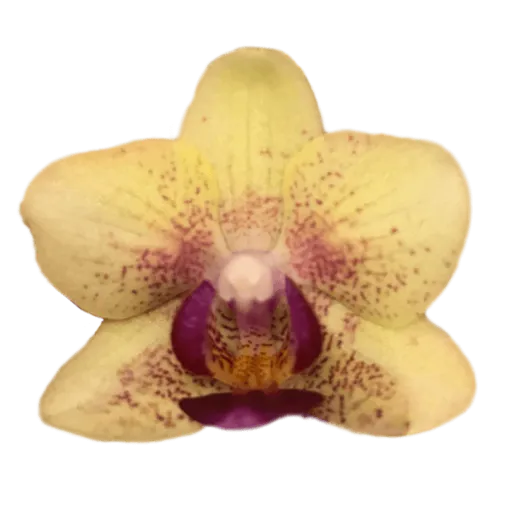 Yellow orchid 3